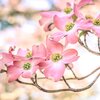 Pink Dogwood